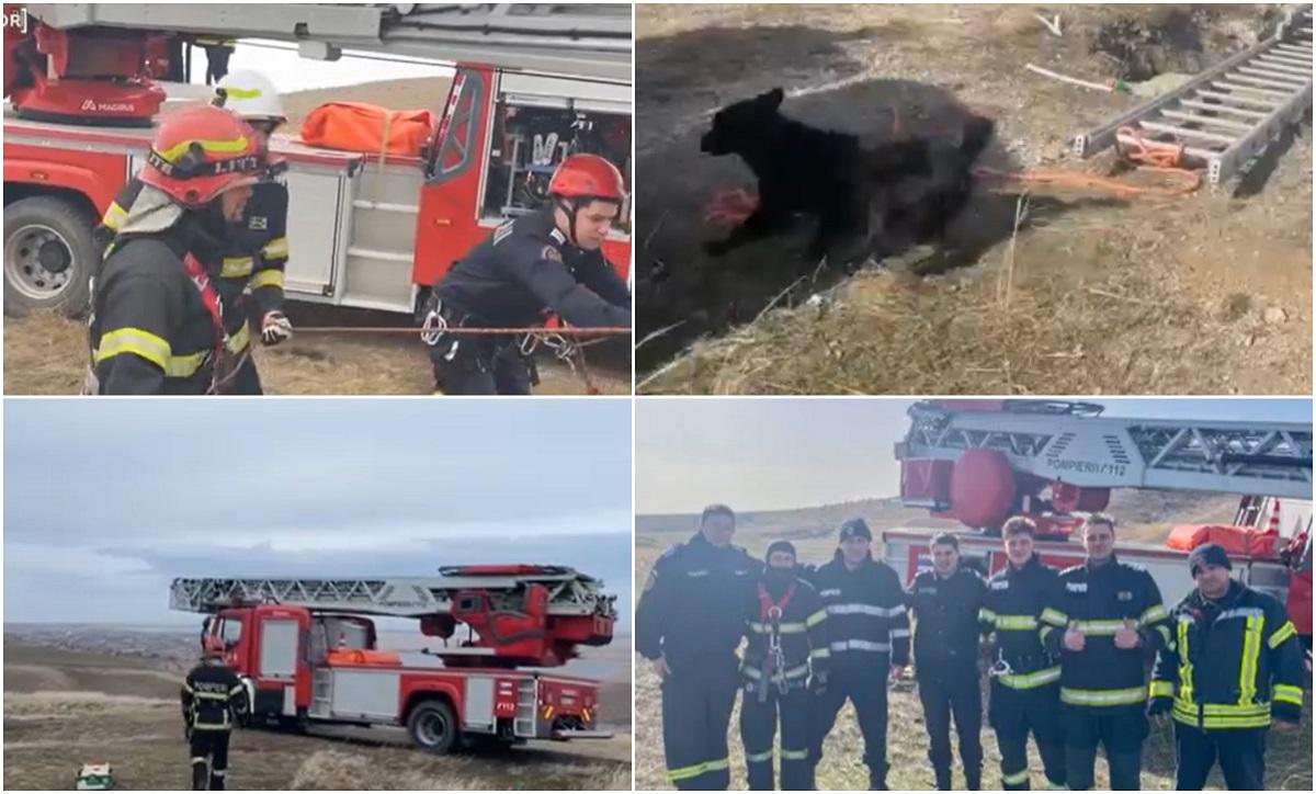 Cățeluș a fost salvat după trei ore de intervenție a pompierilor din Tulcea, după ce a căzut într-o groapă de 30 de metri. Animalul era acolo de 3 zile