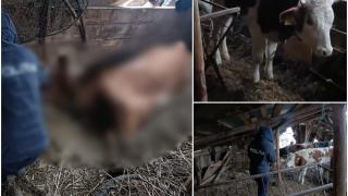 Vaci ţinute fără hrană, apă şi în condiţii infecte, într-o fermă din Caraş-Severin. În adăpost au fost găsite şi două bovine moarte