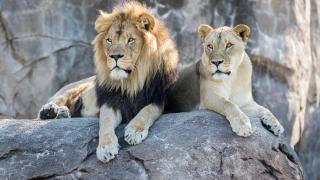 "L-au mutilat". Un bărbat a murit sfâşiat de lei, după ce a intrat în cuşca lor ca să-şi facă un selfie. Tragedie la o grădină zoo din India