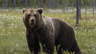 Un bărbat de 38 de ani a ajuns la spital în stare gravă, după ce "s-a întâlnit" cu ursul, într-o pădure din Vârşag, în Harghita