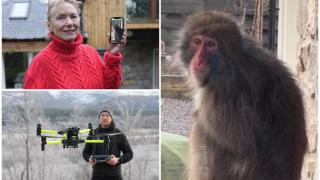 Honshu, "maimuţa zăpezilor" căutată cu drone în Scoţia, a fost capturată la 4 zile de la evadarea din Zoo