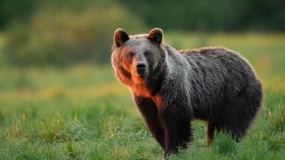 Atac sângeros în pădure. Un bărbat din Harghita a fost la un pas de moarte, după ce un urs s-a năpustit asupra lui: cum și-a salvat viața