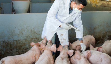 Cea mai mare fermă de porci din Europa se va construi în România: "Investiţie 100% românească". Câte locuri de muncă se vor crea