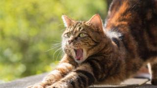 Legătură dintre a avea pisici și schizofrenie