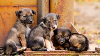 61 de câini, găsiţi într-o gospodărie din Alba. Animalele erau ţinute în condiţii rele şi nu erau nici sterilizate: ce amendă a primit stăpâna lor
