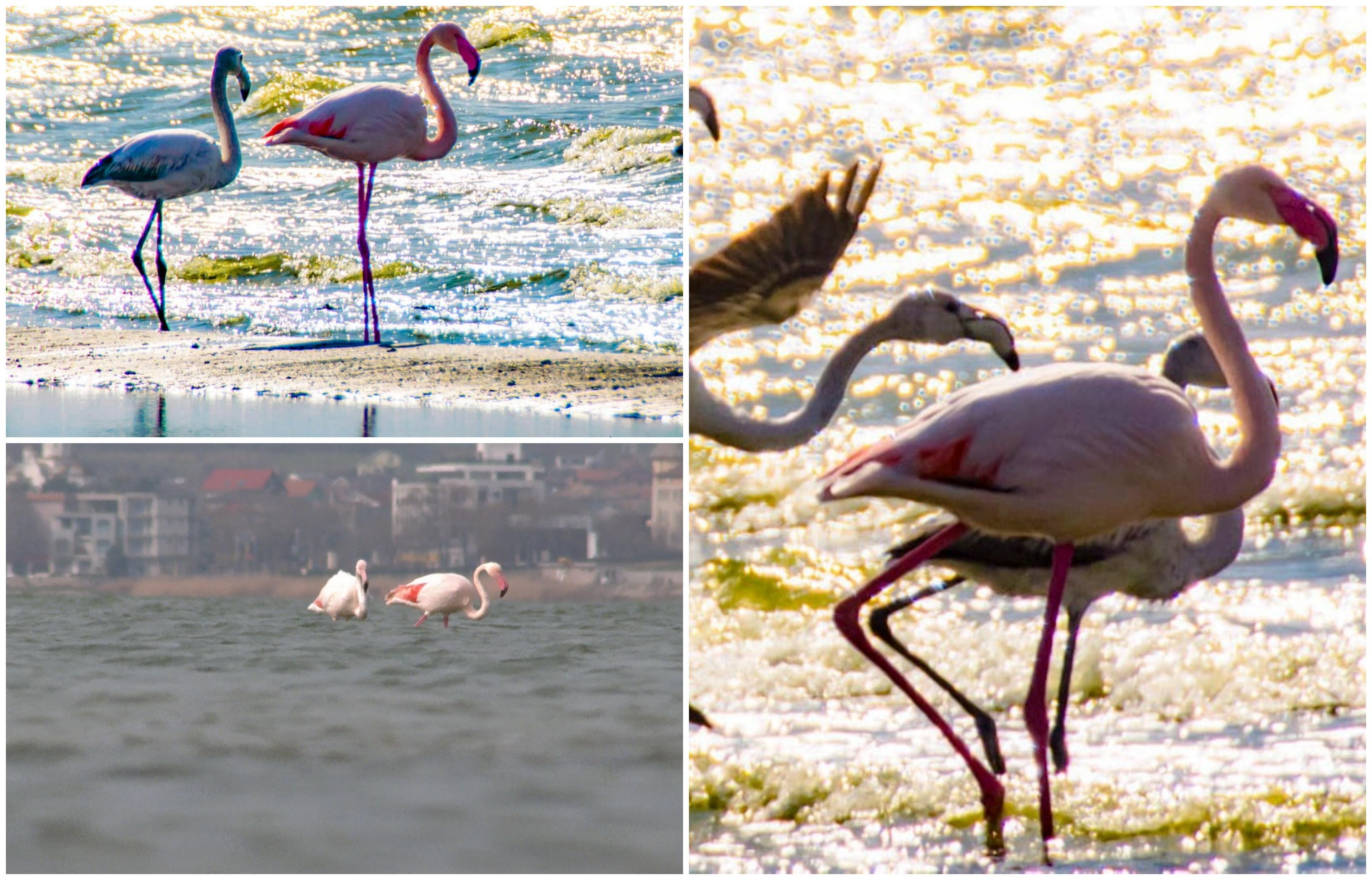 Păsări flamingo, surprinse pe Lacul Techirghiol. Cum au ajuns în România şi ce le face să rămână aici: explicaţia cercetătorilor