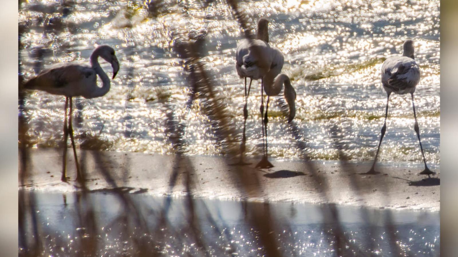 Păsări flamingo, surprinse pe Lacul Techirghiol. Cum au ajuns în România şi ce le face să rămână aici: explicaţia cercetătorilor