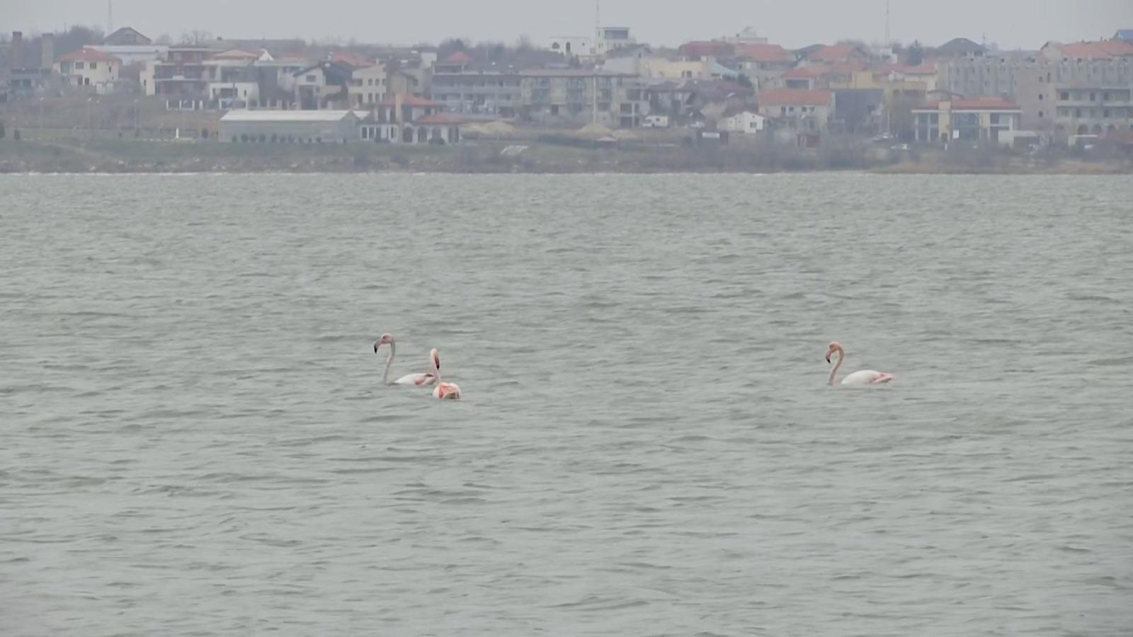 Păsări flamingo, surprinse pe Lacul Techirghiol. Cum au ajuns în România şi ce le face să rămână aici: explicaţia cercetătorilor