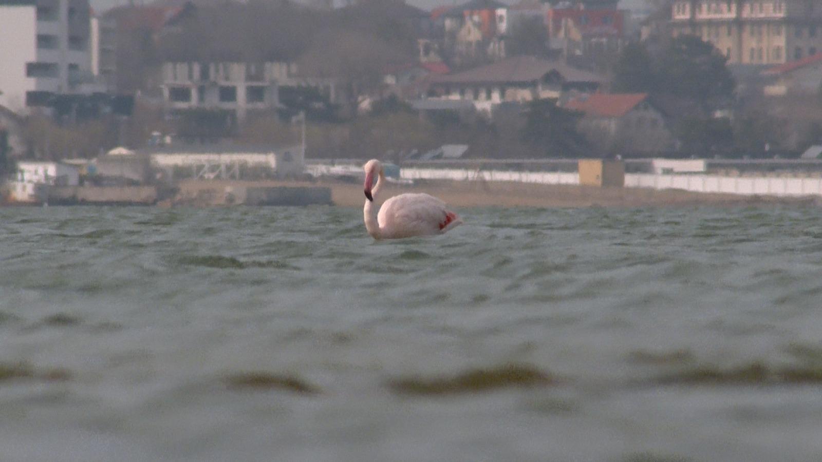 Păsări flamingo, surprinse pe Lacul Techirghiol. Cum au ajuns în România şi ce le face să rămână aici: explicaţia cercetătorilor