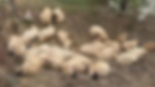 Oi atacate de șacali, în Timiș. Unele au fost ucise, altele, de frică, au intrat într-un loc strâmt și au murit sufocate