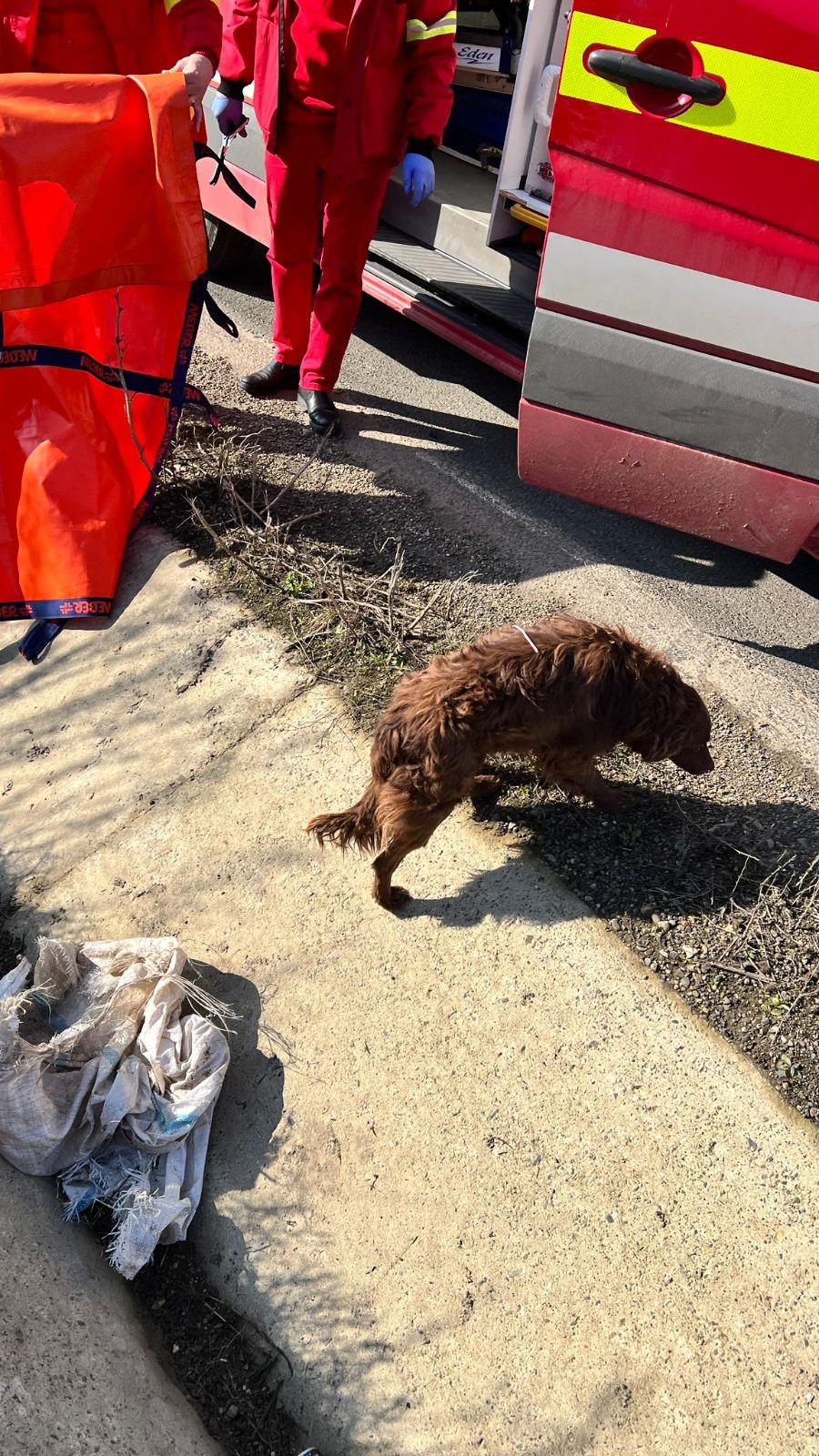 Un echipaj SMURD care se întorcea din misiune a salvat un căţel abandonat pe marginea drumului, în Botoşani. Animalul era aruncat într-un sac legat