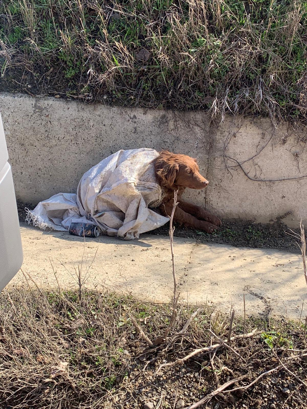 Un echipaj SMURD care se întorcea din misiune a salvat un căţel abandonat pe marginea drumului, în Botoşani. Animalul era aruncat într-un sac legat