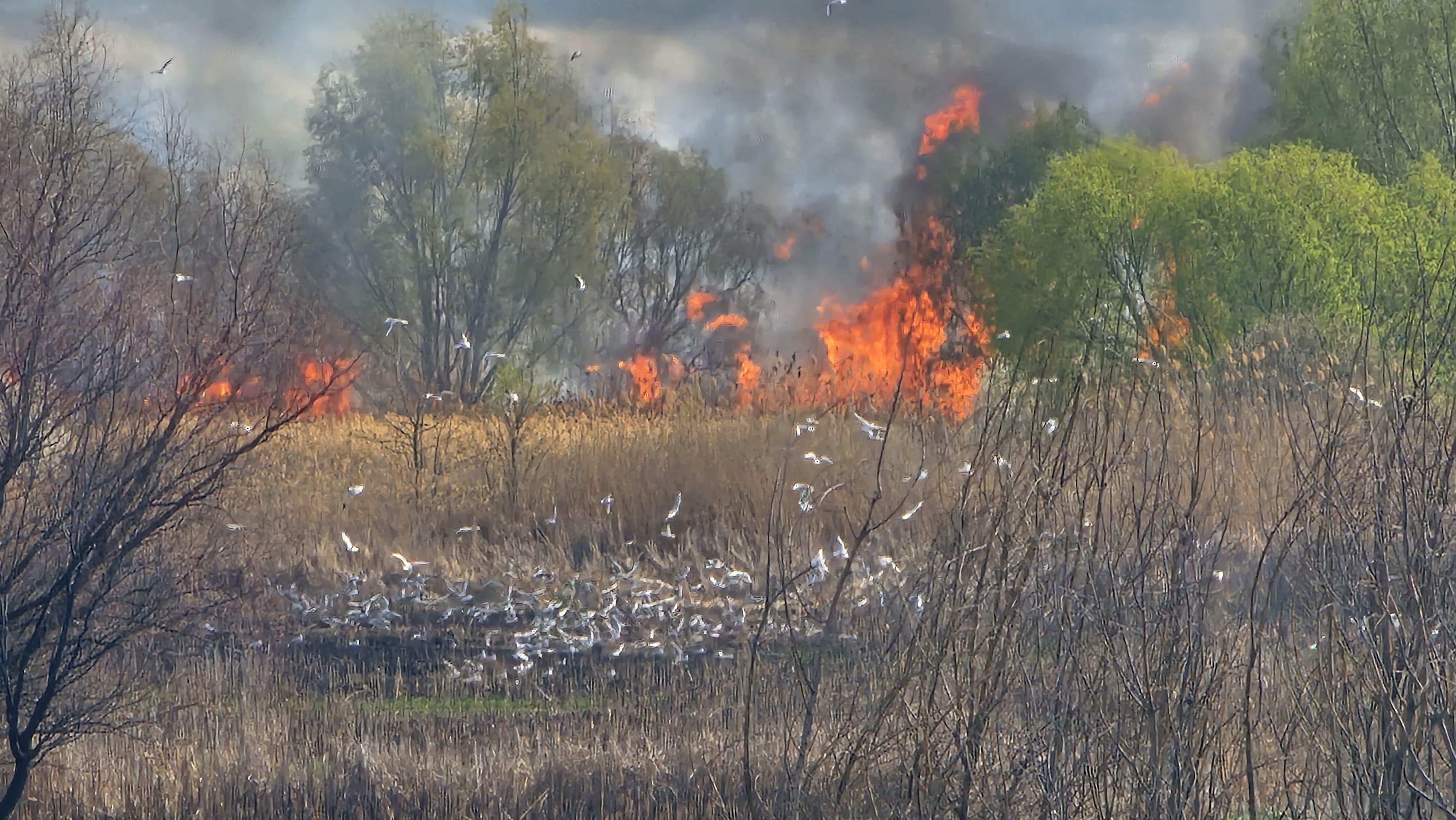 Incendiu puternic în Delta Văcăreşti. Flăcările au cuprins peste 1.000 de metri pătraţi