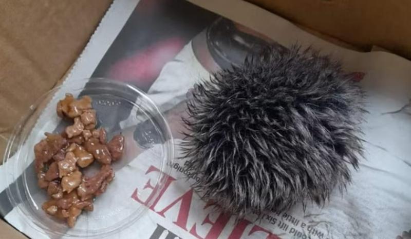 O bătrânică a crezut că a găsit un arici pe marginea drumului şi l-a îngrijit o noapte. Ce i-a spus veterinarul că era de fapt O bătrânică a crezut că a găsit un arici pe marginea drumului şi l-a îngrijit o noapte. Ce i-a spus veterinarul că era de fapt