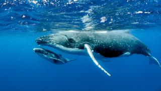Ţara care a recunoscut un fluviu drept o entitate vie, vrea acum ca balenele să aibă aceleaşi drepturi ca oamenii