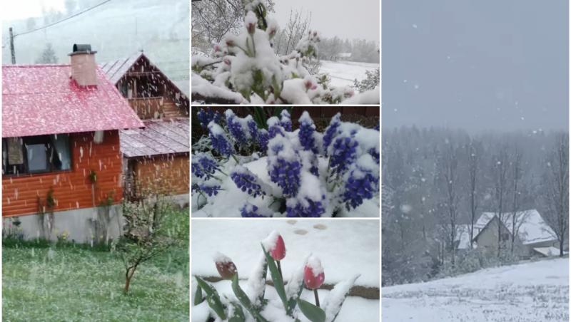 Iarna a revenit la munte, în Apuseni. Ninge de ore bune la Arieşeni, strat de zăpadă la Vlădeasa şi Dealu Negru