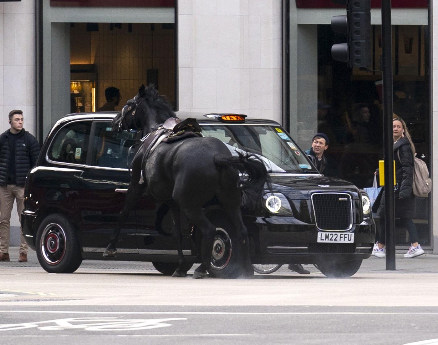 Haos în centrul Londrei. Doi cai aleargă liberi pe străzi, iar unul pare acoperit de sânge