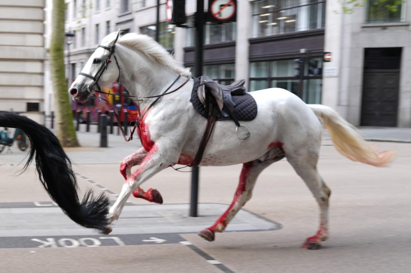 Haos în centrul Londrei. Doi cai aleargă liberi pe străzi, iar unul pare acoperit de sânge