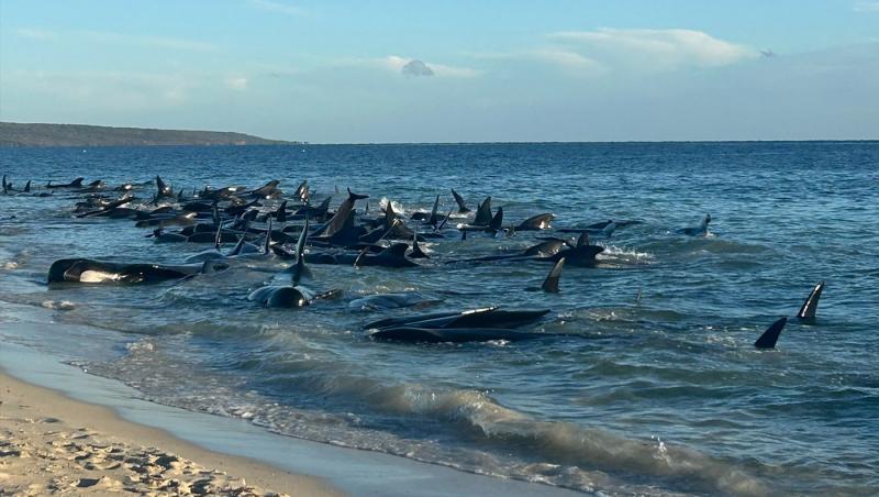 Peste 100 de balene pilot au eșuat într-un estuar din Australia: 26 deja au murit, restul sunt în pericol. Operaţiune de salvare contracronometru