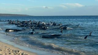 Peste 100 de balene pilot au eșuat într-un estuar din Australia: 26 deja au murit, restul sunt în pericol. Operaţiune de salvare contracronometru