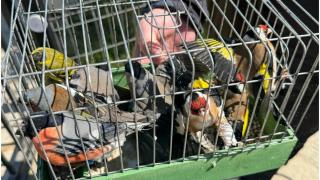 Un ilfovean ținea ilegal 17 păsări din specii protejate de lege. Polițiștii le-au descoperit și le-au eliberat în natură