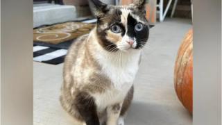 O familie din SUA şi-a trimis colet pisica la 1.600 de km distanţă, din greşeală, apoi a dat-o dispărută. Tot cartierul a căutat-o încontinuu