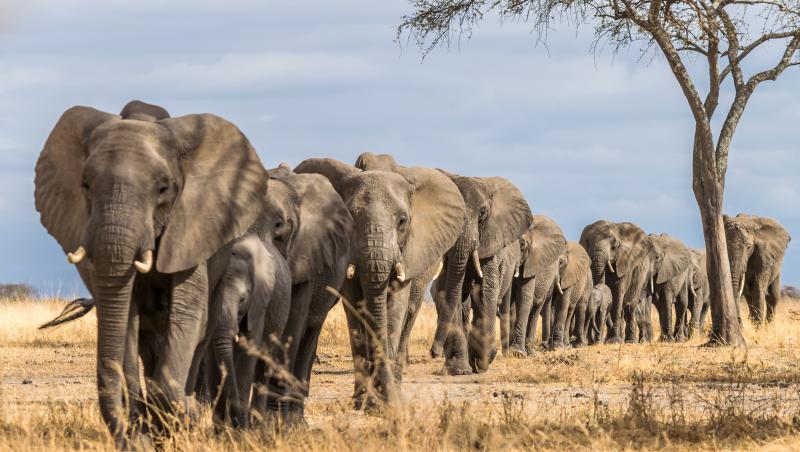 Botswana ameninţă Germania că îi va trimite 20.000 de elefanţi. "Nu este o glumă"