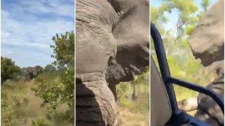 Momentul în care un elefant atacă un grup de turiști, într-un safari din Zambia. O femeie de 80 de ani a fost ucisă