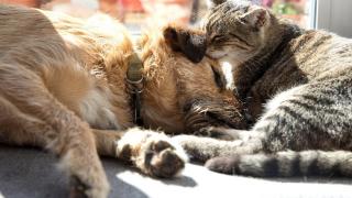 Un cuplu din Franţa care ţinea 160 de câini şi pisici în condiţii mizere a primit interdicţia de a mai avea animale de companie. Femeia suferă din sindromul Noah