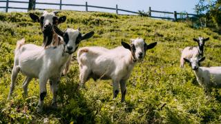 Localitatea care a fost invadată de sute de capre. Autorităţile oferă animalele spre adopţie ca să scape de ele