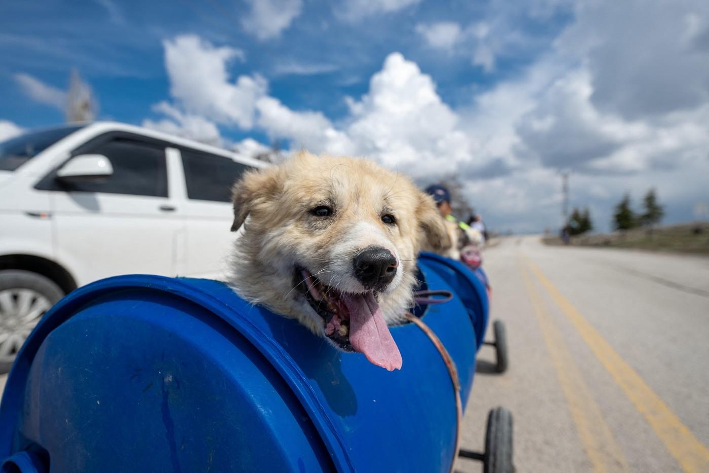 O turcoaică plimbă câinii cu dizabilități cu ajutorul unui trenuleț construit din butoie de plastic