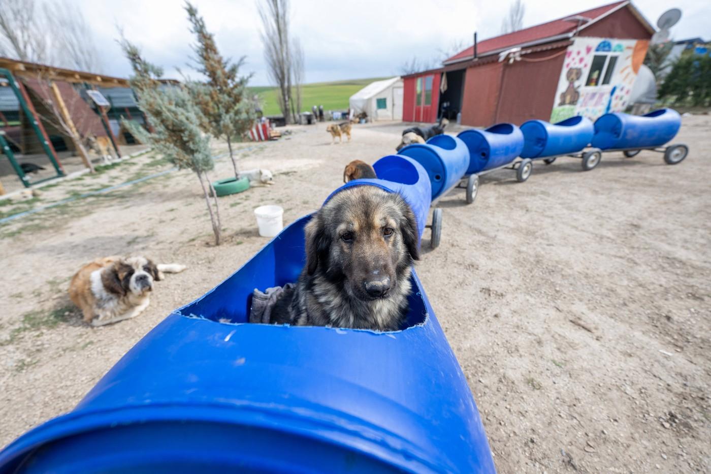 O turcoaică plimbă câinii cu dizabilități cu ajutorul unui trenuleț construit din butoie de plastic