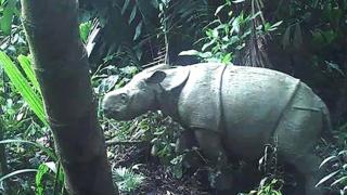 Imaginea unui pui de rinocer, la plimbare alături de mama sa, a dat un indiciu preţios despre o specie aproape pierdută