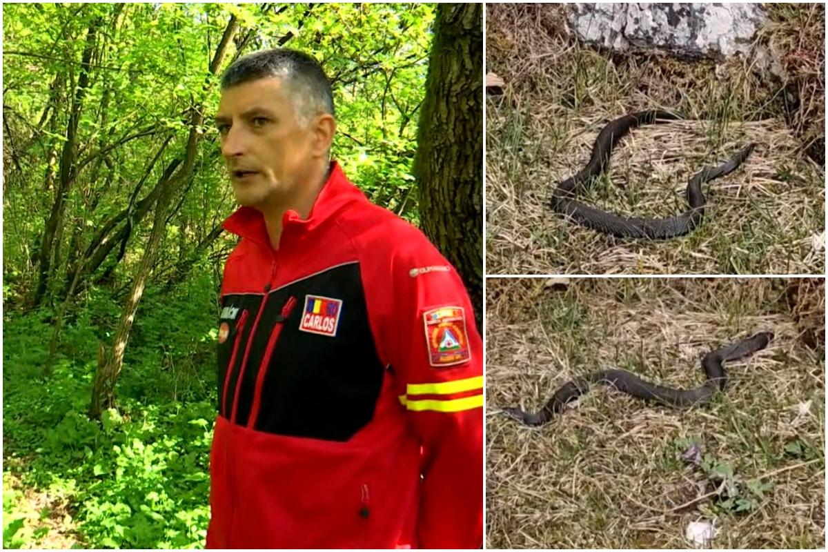 Traseele montane unde au apărut primele vipere. Ce pot face turiştii în cazul în care sunt muşcaţi de şarpele veninos