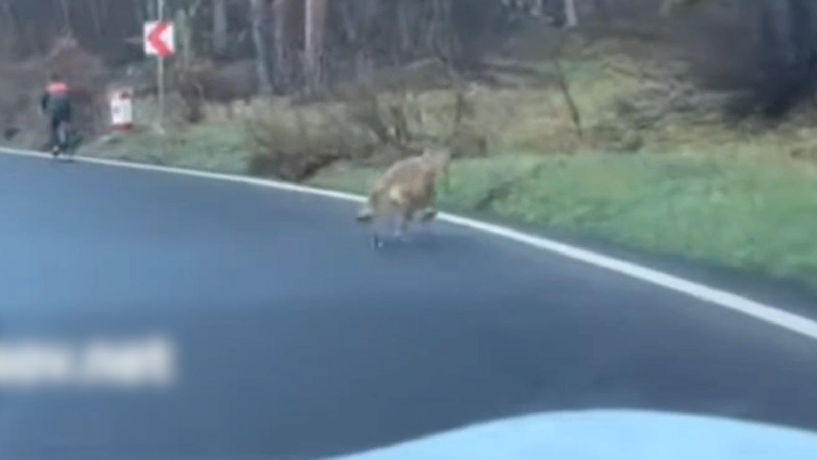 Soluţia radicală găsită de autorităţile din Braşov în cazul lupului care a urmărit un biciclist: vor să împuşte animalul, care e specie protejată prin lege