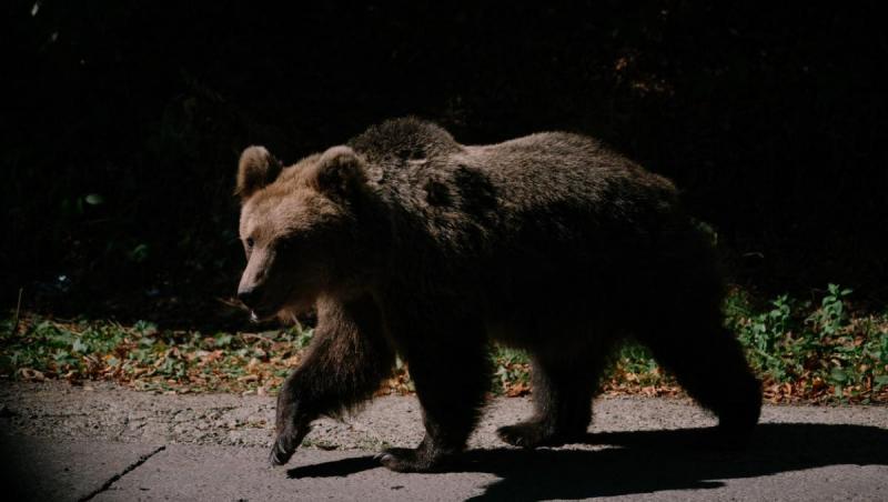 Mesaj RO-Alert în Sinaia. Un urs a fost văzut în zona Furnica