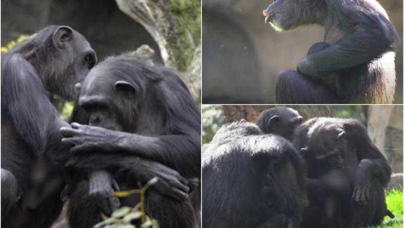 Imagini emoţionante la Zoo din Valencia: O mamă cimpanzeu îşi jeleşte puiul mort de trei luni de zile şi nu vrea să îi dea drumul din braţe