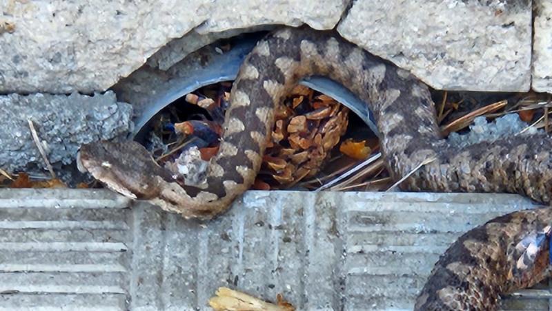 Un șarpe a stârnit panică într-un parc din orașul Simeria. Reptila, prinsă de jandarmi, a fost eliberată la marginea oraşului