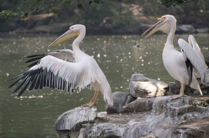 (P) 3 Opțiuni memorabile pentru plimbări în Delta Dunării