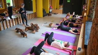 Ţara din Europa care a interzis yoga cu căţeluşi: Animăluţele, "folosite ca obiecte pentru a face afaceri"