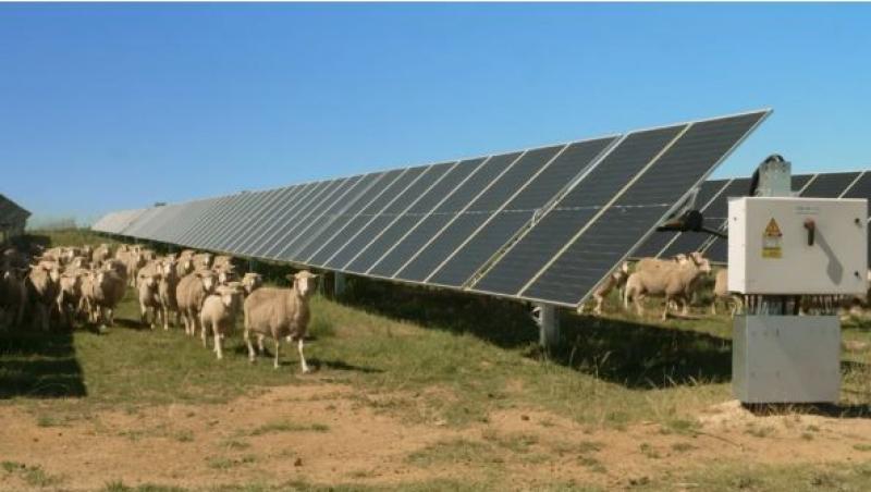O idee promițătoare: Ce se întâmplă când oile pasc sub panouri solare