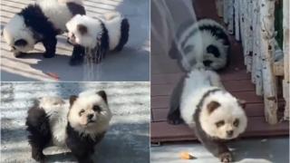 Grădină Zoo din China, acuzată că a băgat câini vopsiţi în cuşca urşilor panda. Cum au reacţionat vizitatorii