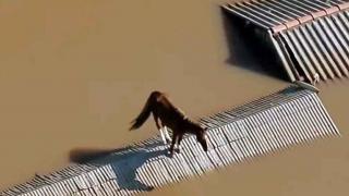 Un cal blocat pe acoperișul unei case, în mijlocul apelor. Simbolul inundaţiilor apocaliptice care au lovit Brazilia
