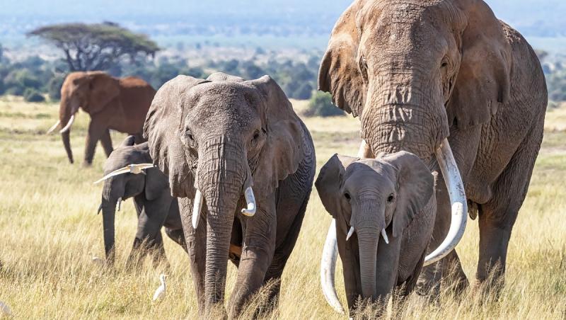 STUDIU: Elefanţii se strigă unii pe alţii folosindu-se de nume
