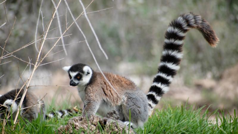 Un băiat de 18 ani a furat un lemur de la Zoo Călăraşi. Animalul, găsit legat de picioare, într-o clădire abandonată