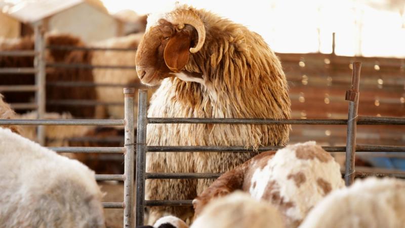 Cinci oameni au ajuns la spital, iar peste 50 de oi au murit, după ce au fost spălate cu o substanță chimică la o fermă din Argeş
