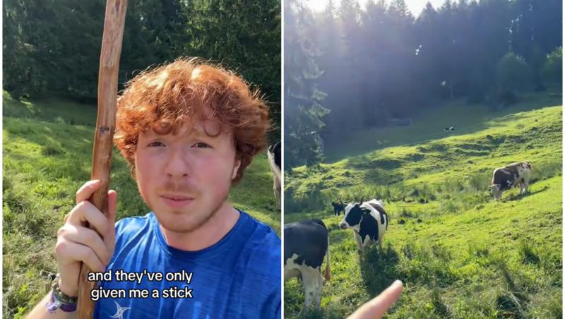 Reacţia unui american aflat în vacanţă în România, după ce s-a trezit pe o pajişte plină de vaci. "Mi-au dat doar un băţ, trebuie să ducem vacile acasă"