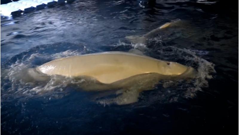 Două balene beluga evacuate din Ucraina au ajuns în Spania. Era singura lor șansă la supraviețurie, din cauza bombardamentelor și a lipsei de hrană și pastile