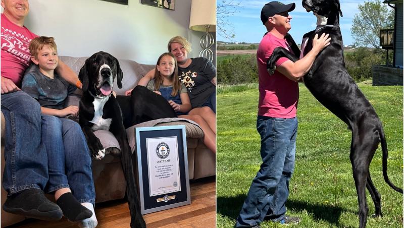 Kevin, cel mai înalt câine din lume, a murit subit la scurt timp după ce a câştigat titlul: "A fost cel mai bun uriaş"