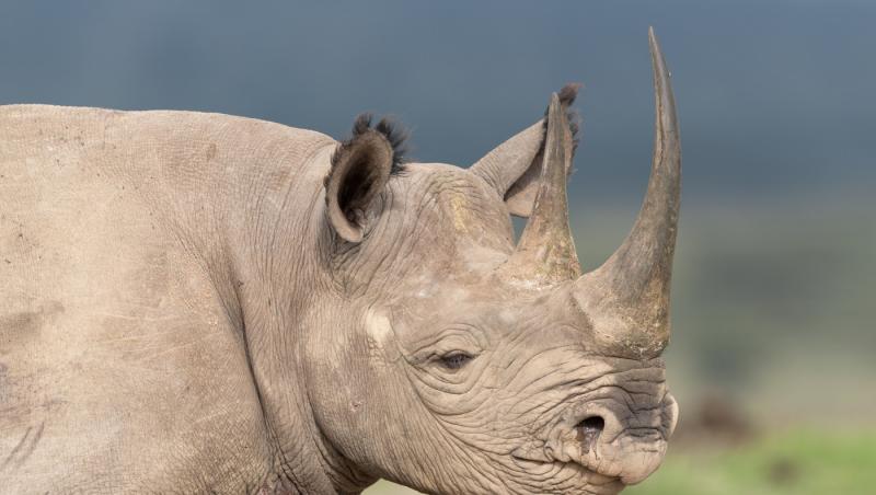Măsuri extreme în Africa de Sud. Coarne de rinocer radioactive, pentru a descuraja braconierii